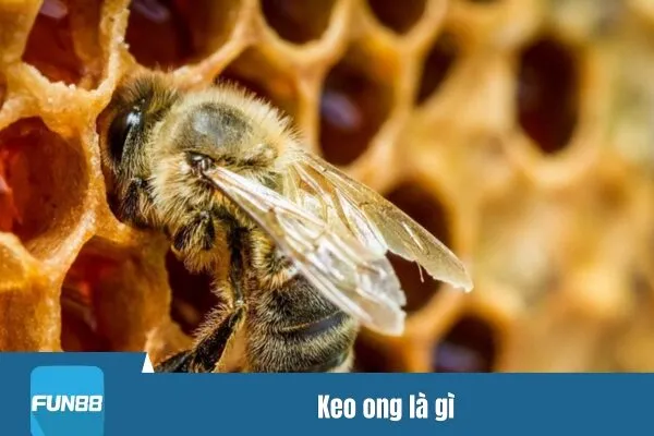 Keo ong là gì? Các lưu ý khi sử dụng keo ong